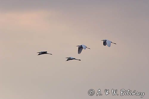 czapla biała, Casmerodius albus, Ardea alba, Egretta alba, Bagna Biebrzańskie