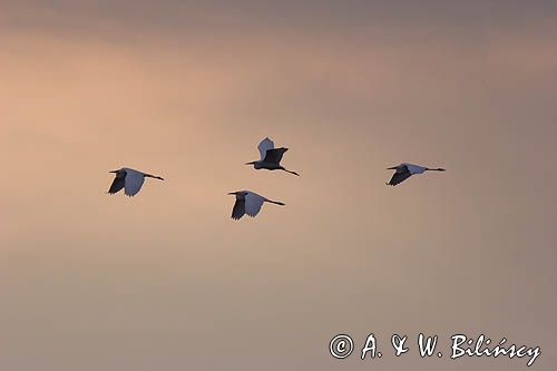 czapla biała, Casmerodius albus, Ardea alba, Egretta alba, Bagna Biebrzańskie