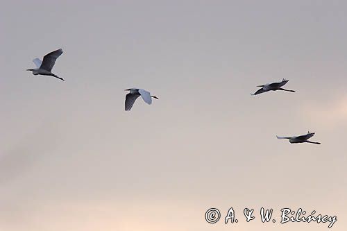 czapla biała, Casmerodius albus, Ardea alba, Egretta alba, Bagna Biebrzańskie