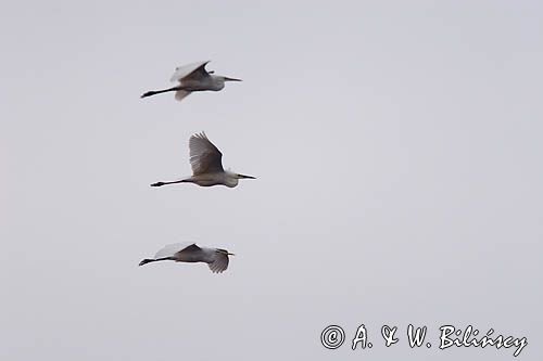 czapla biała, Casmerodius albus, Ardea alba, Egretta alba, Bagna Biebrzańskie