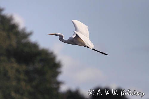 czapla biała, Casmerodius albus, Ardea alba, Egretta alba