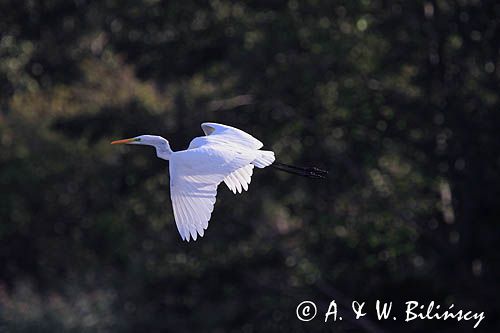 czapla biała, Casmerodius albus, Ardea alba, Egretta alba