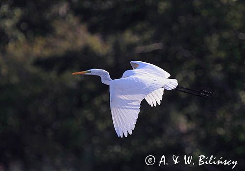 czapla biała, Casmerodius albus, Ardea alba, Egretta alba