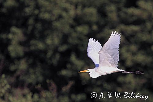 czapla biała, Casmerodius albus, Ardea alba, Egretta alba