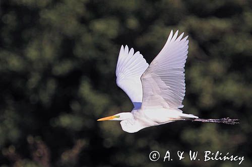 czapla biała, Casmerodius albus, Ardea alba, Egretta alba