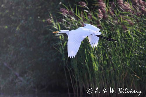 czapla biała, Casmerodius albus, Ardea alba, Egretta alba