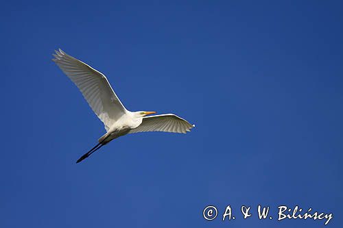 czapla biała, Casmerodius albus, Ardea alba, Egretta alba