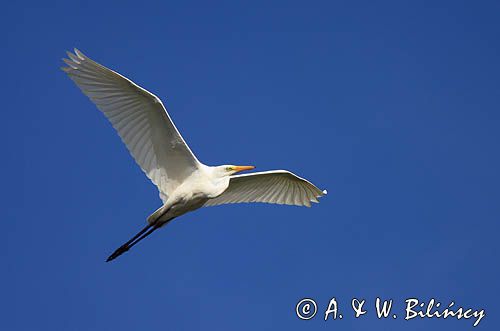 czapla biała, Casmerodius albus, Ardea alba, Egretta alba