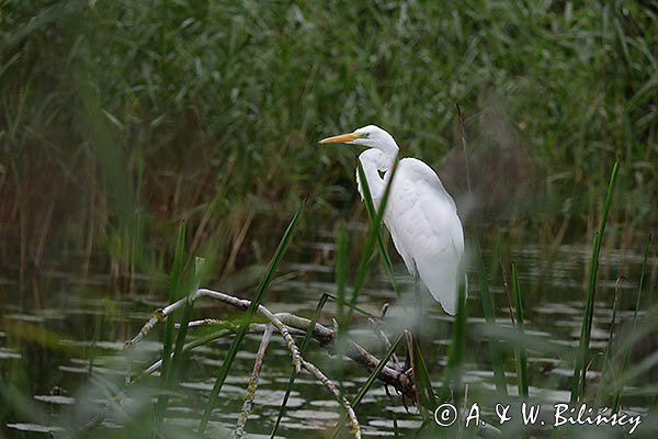 Czapla biała, Casmerodius albus, Ardea alba, Egretta alba