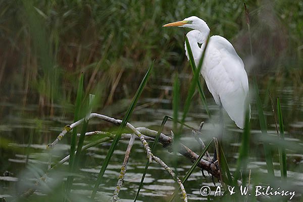 Czapla biała, Casmerodius albus, Ardea alba, Egretta alba