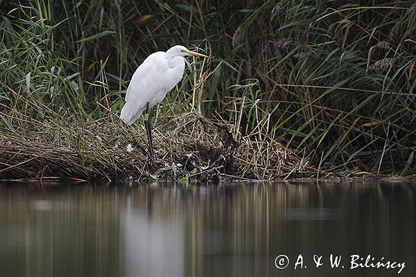 Czapla biała, Casmerodius albus, Ardea alba, Egretta alba