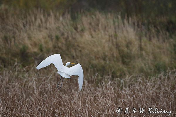 czapla biała, Casmerodius albus, Ardea alba, Egretta alba