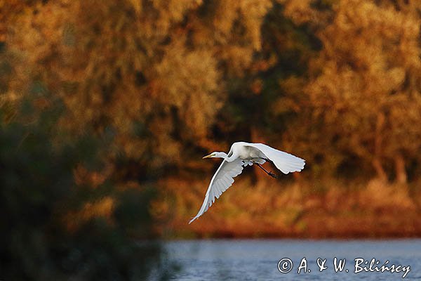 Czapla biała, Casmerodius albus, Ardea alba, Egretta alba
