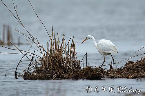 czapla biała, Casmerodius albus, Ardea alba, Egretta alba