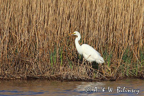 czapla biała, Casmerodius albus, Ardea alba, Egretta alba z rybą, okoniem