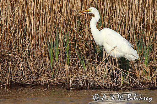 czapla biała, Casmerodius albus, Ardea alba, Egretta alba z rybą, okoniem