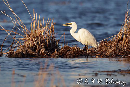 czapla biała, Casmerodius albus, Ardea alba, Egretta alba z rybą, okoniem