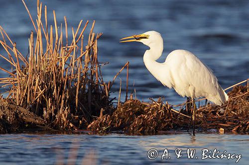 czapla biała, Casmerodius albus, Ardea alba, Egretta alba z rybą, okoniem