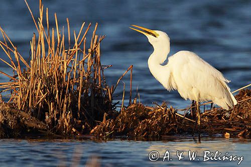 czapla biała, Casmerodius albus, Ardea alba, Egretta alba