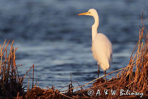 czapla biała, Casmerodius albus, Ardea alba, Egretta alba