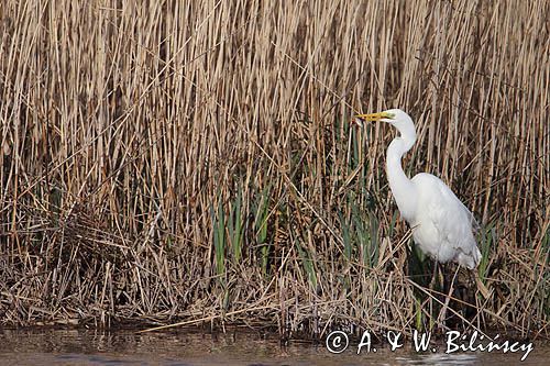 czapla biała, Casmerodius albus, Ardea alba, Egretta alba z rybą, okoniem