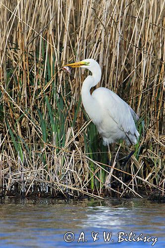 czapla biała, Casmerodius albus, Ardea alba, Egretta alba z rybą, okoniem