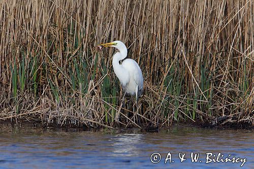 czapla biała, Casmerodius albus, Ardea alba, Egretta alba z rybą, okoniem