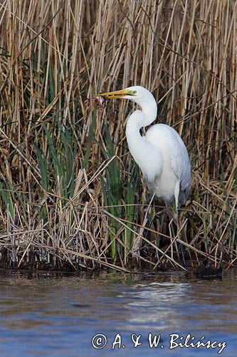 czapla biała, Casmerodius albus, Ardea alba, Egretta alba z rybą, okoniem