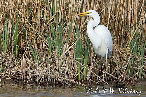 czapla biała, Casmerodius albus, Ardea alba, Egretta alba z rybą, okoniem