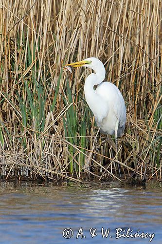 czapla biała, Casmerodius albus, Ardea alba, Egretta alba z rybą, okoniem