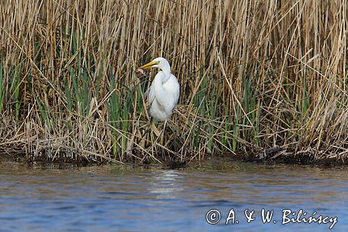 czapla biała, Casmerodius albus, Ardea alba, Egretta alba z rybą, okoniem