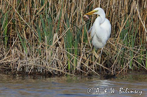 czapla biała, Casmerodius albus, Ardea alba, Egretta alba z rybą, okoniem