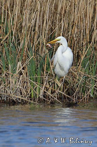 czapla biała, Casmerodius albus, Ardea alba, Egretta alba z rybą, okoniem