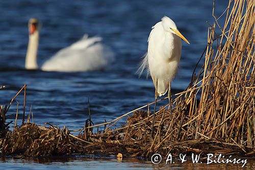 czapla biała, Casmerodius albus, Ardea alba, Egretta alba
