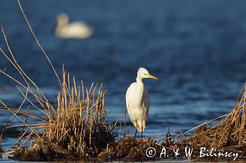 czapla biała, Casmerodius albus, Ardea alba, Egretta alba