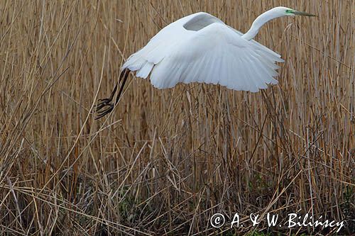 czapla biała, Casmerodius albus, Ardea alba, Egretta alba