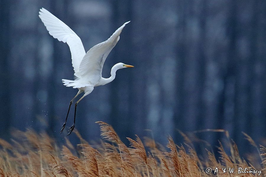 czapla biała, Casmerodius albus, Ardea alba, Egretta alba