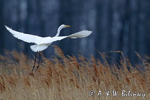 czapla biała, Casmerodius albus, Ardea alba, Egretta alba