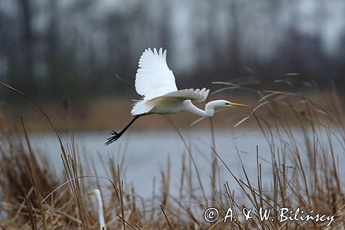 czapla biała, Casmerodius albus, Ardea alba, Egretta alba