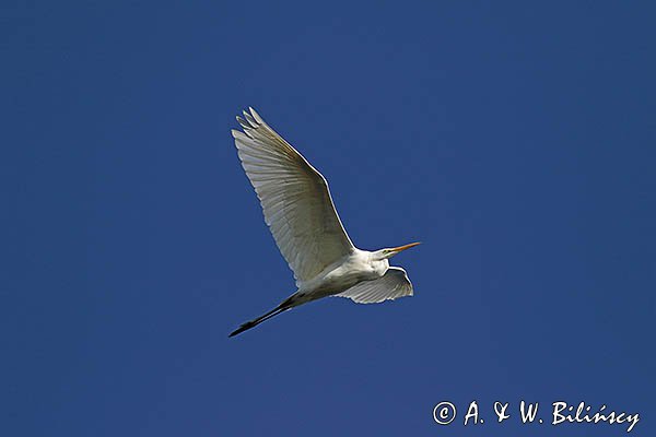 Czapla biała, Casmerodius albus, Ardea alba, Egretta alba, w locie