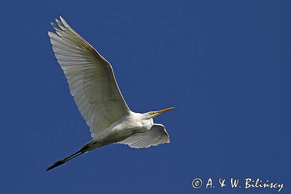 Czapla biała, Casmerodius albus, Ardea alba, Egretta alba, w locie