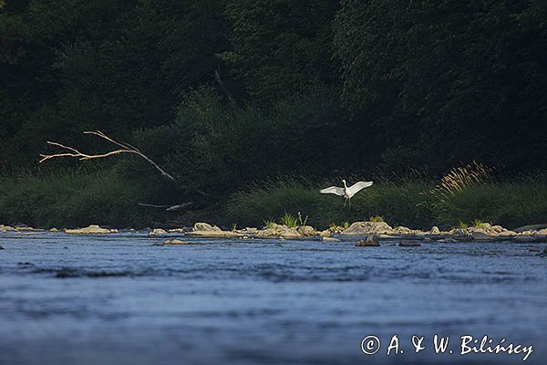 Czapla biała, Casmerodius albus, Ardea alba, Egretta alba, nad Sanem, Bieszczady