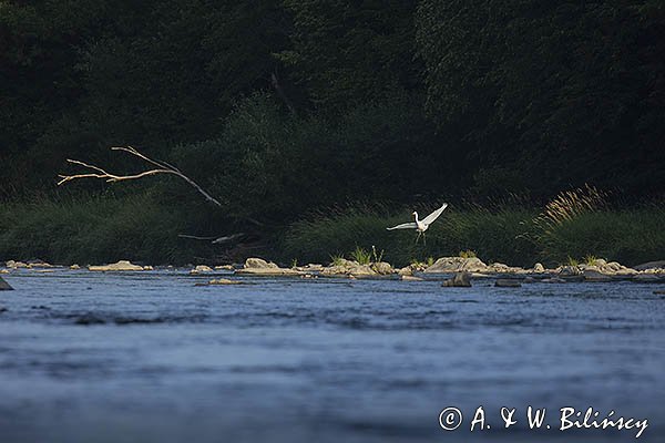 Czapla biała, Casmerodius albus, Ardea alba, Egretta alba, nad Sanem, Bieszczady