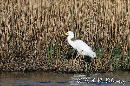 czapla biała, Casmerodius albus, Ardea alba, Egretta alba