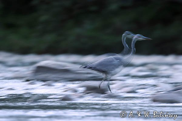 Czapla siwa, Ardea cinerea, impresja 