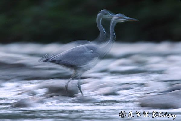 Czapla siwa, Ardea cinerea, impresja