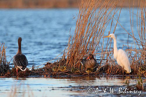 czapla biała, Casmerodius albus, Ardea alba, Egretta alba i gęsi gęgawa Anser anser z młodymi