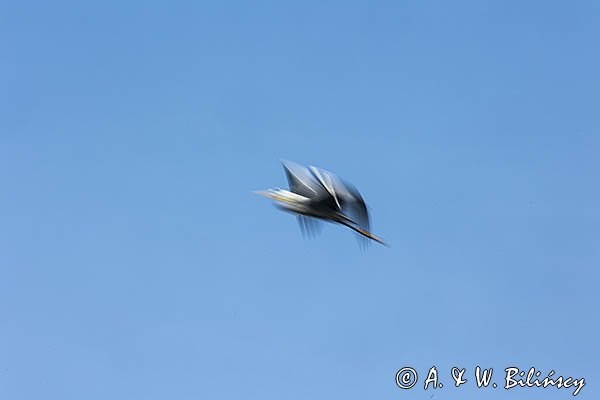 Czapla siwa, Ardea cinerea, impresja