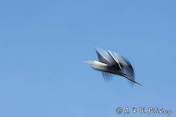 Czapla siwa, Ardea cinerea, impresja