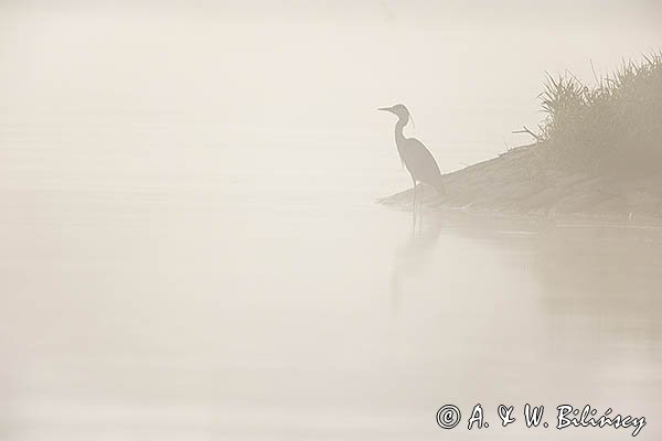 Czapla siwa, Ardea cinerea